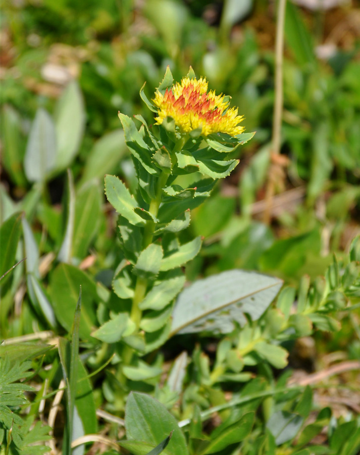 Image of Rhodiola rosea specimen.