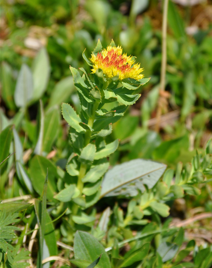 Изображение особи Rhodiola rosea.