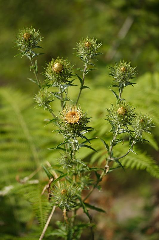 Image of Carlina biebersteinii specimen.