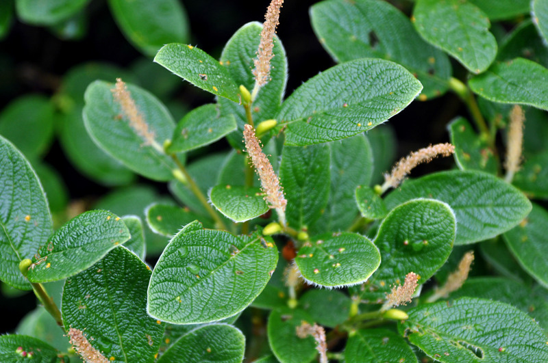 Image of Salix vestita specimen.