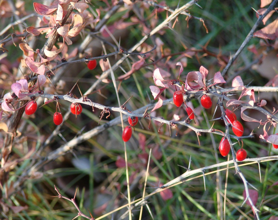 Изображение особи Berberis thunbergii.