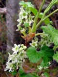 Ribes fragrans. Часть побега с соцветиями. Якутия (Саха), Алданский р-н, берег р. Тимптон, 199 км от устья. 05.06.2011.