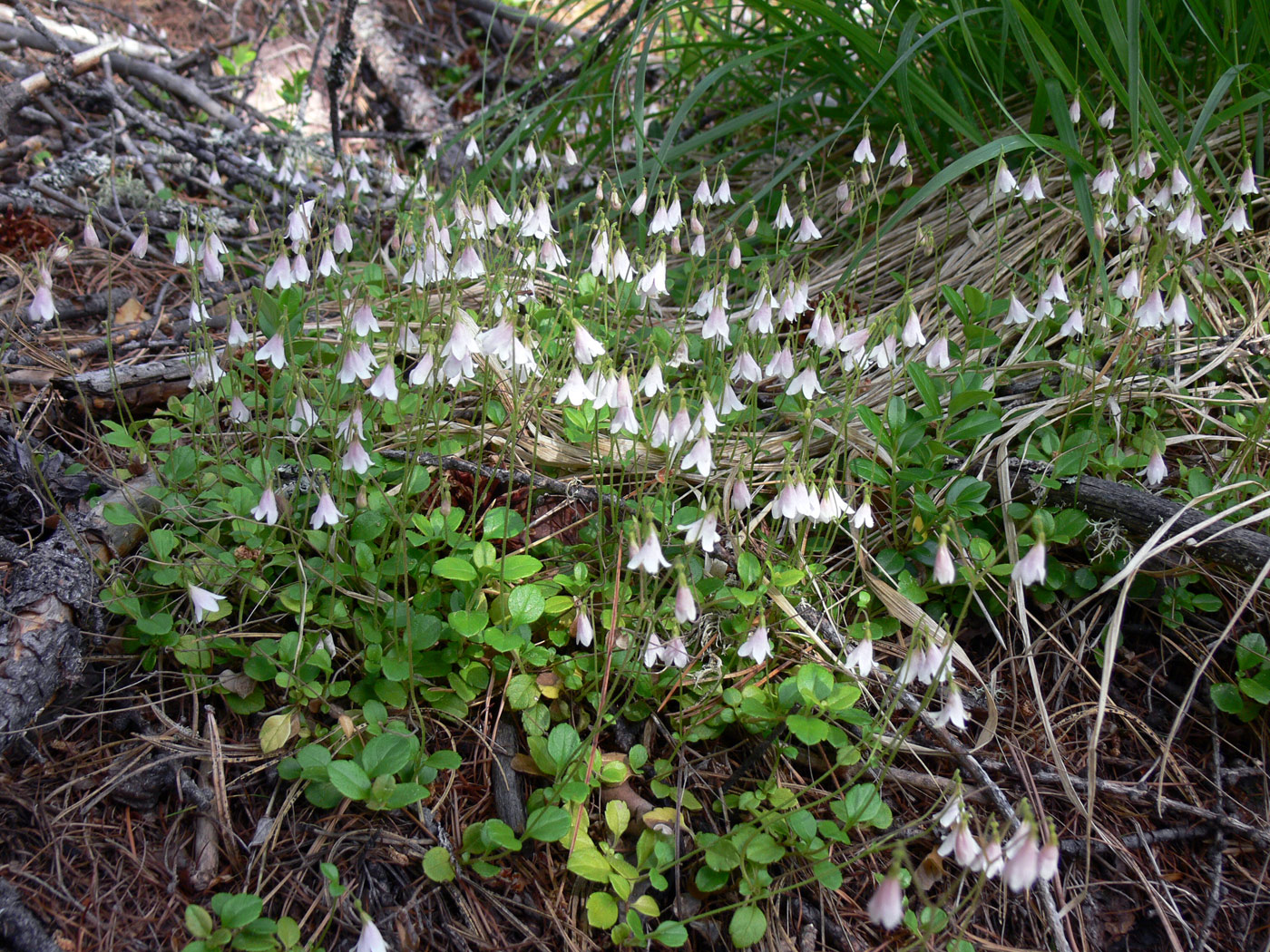 Изображение особи Linnaea borealis.