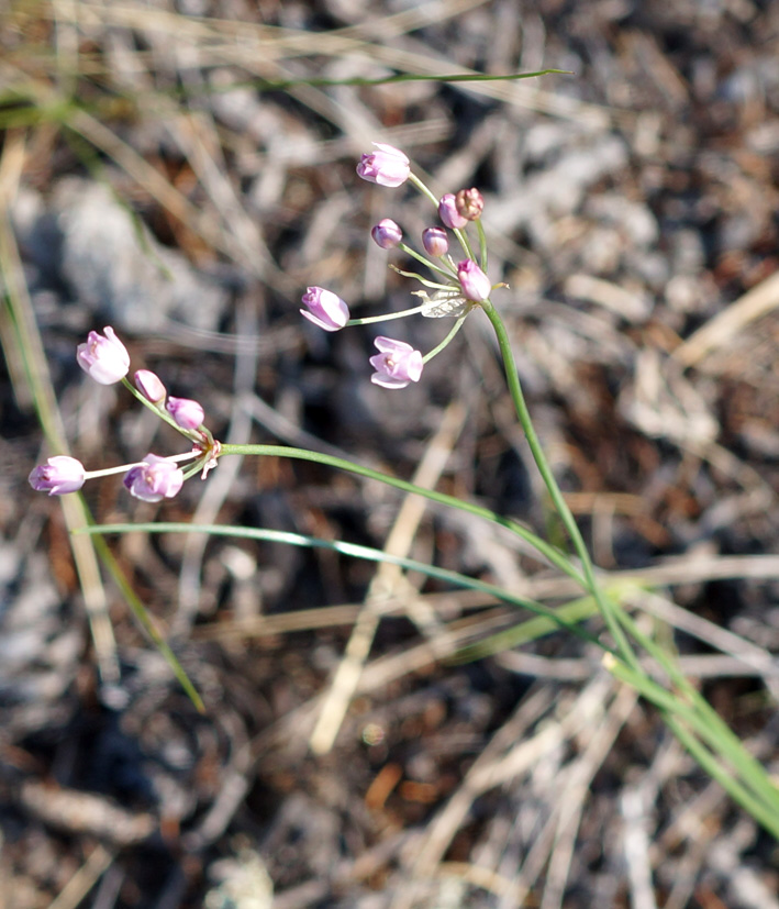 Image of Allium tenuissimum specimen.