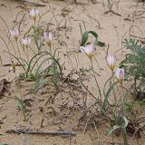 Tulipa sogdiana