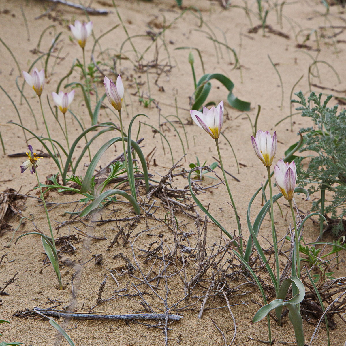 Изображение особи Tulipa sogdiana.