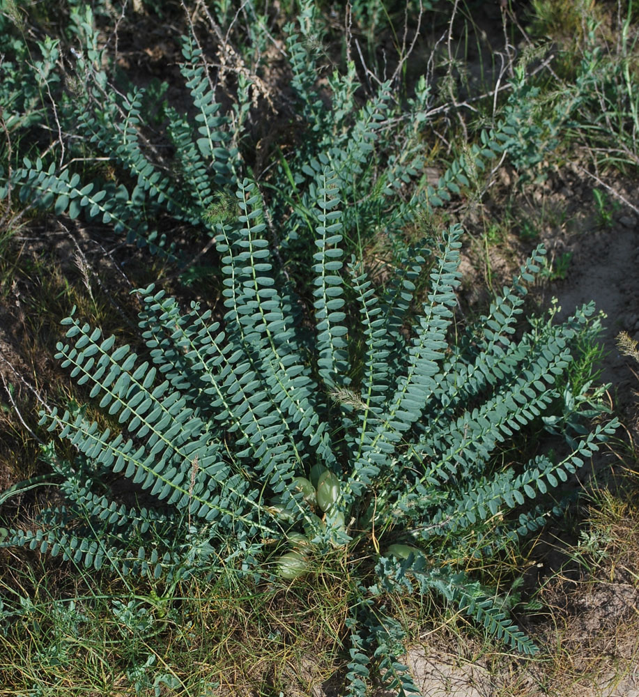 Image of Astragalus macronyx specimen.