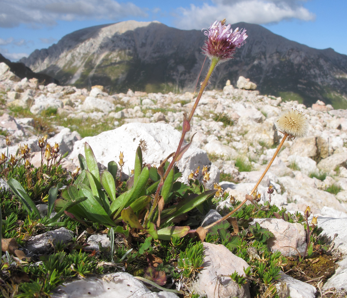 Image of Erigeron uniflorus specimen.