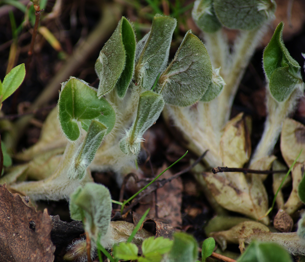 Изображение особи Asarum europaeum.