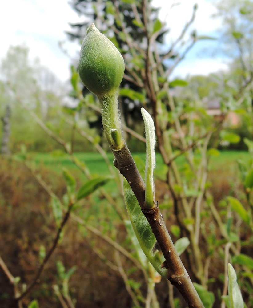 Изображение особи Magnolia sieboldii.