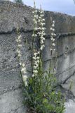 Silene tatarica