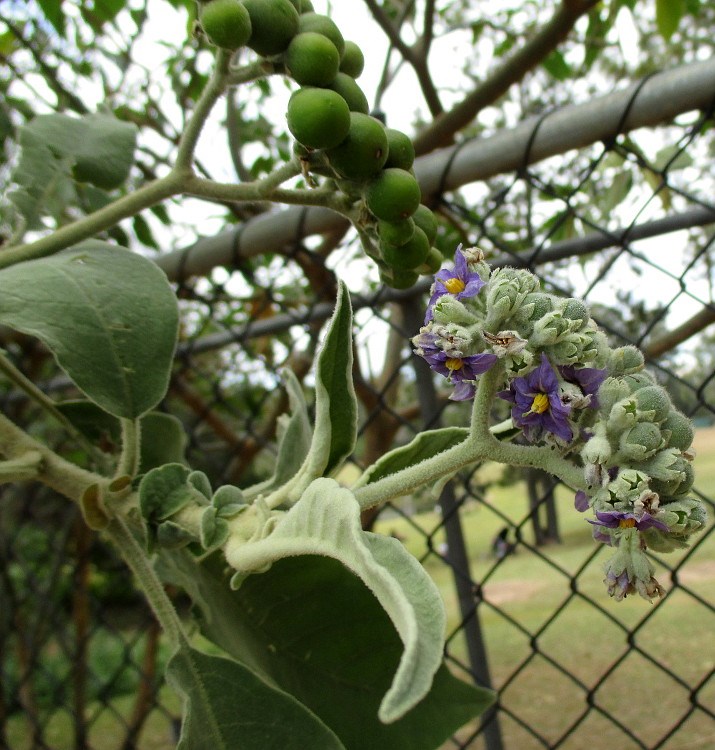 Изображение особи Solanum mauritianum.