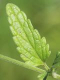 Nepeta parviflora. Лист. Ростовская обл., Неклиновский р-н, Большенеклиновское с/п, \"Миусский склон\" в дол. р. Миус, верхняя часть склона. 03.06.2016.