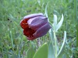 Fritillaria latifolia