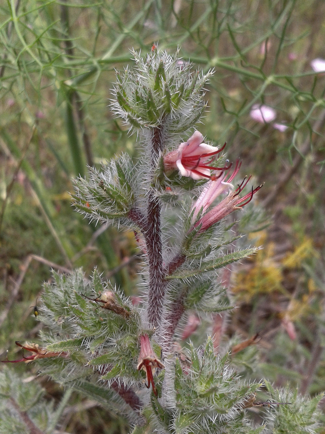 Изображение особи Echium asperrimum.