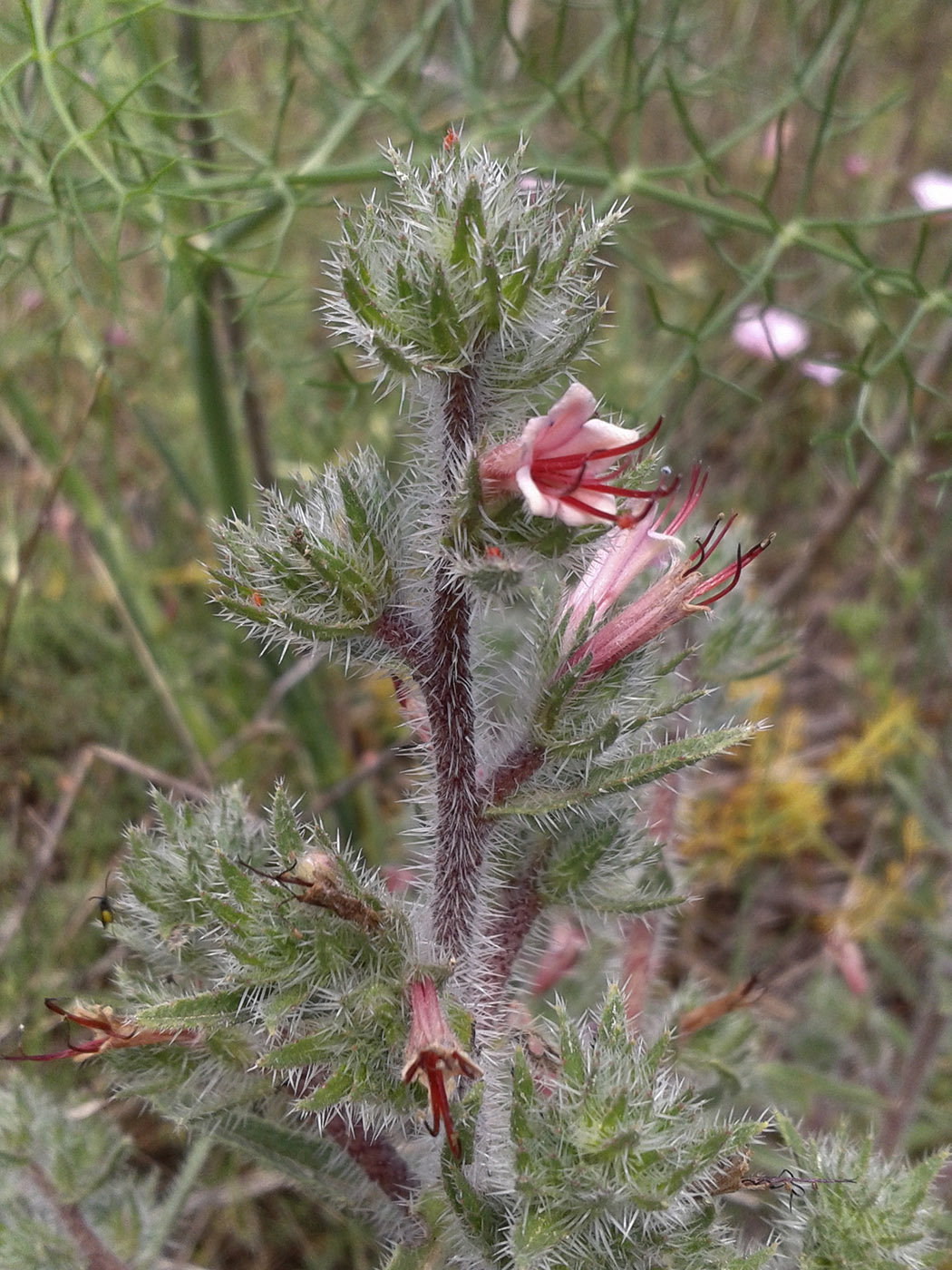 Image of Echium asperrimum specimen.