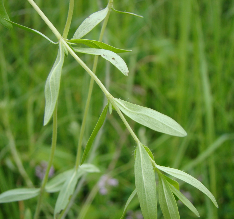 Изображение особи Thymus marschallianus.