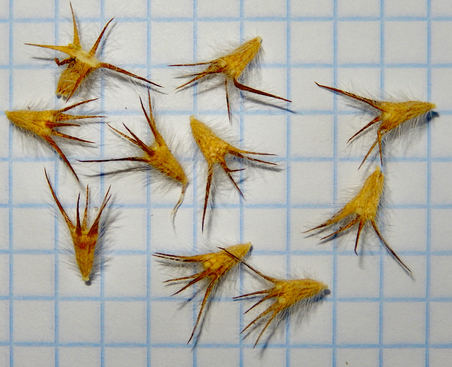 Image of Trifolium angustifolium specimen.