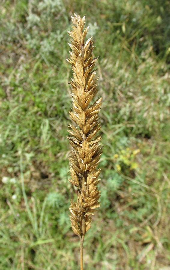 Image of genus Koeleria specimen.