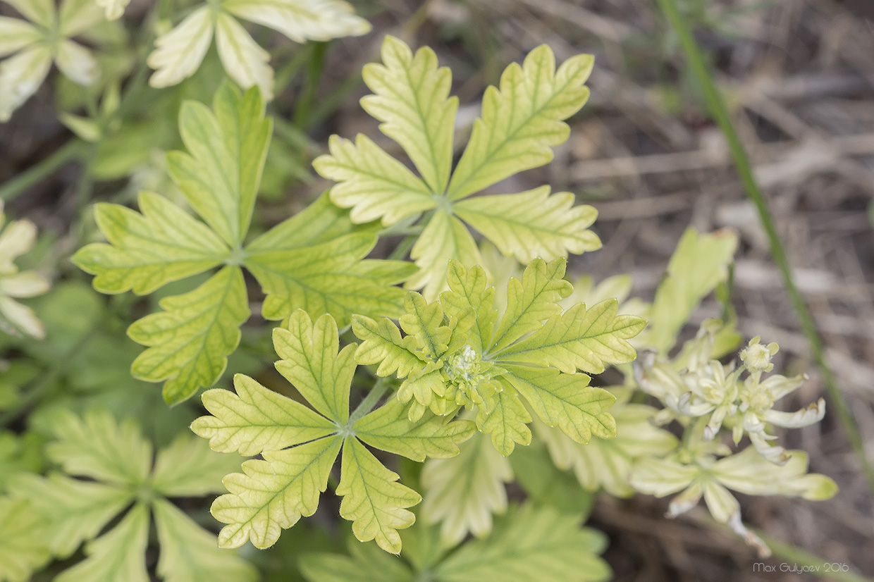 Image of Potentilla heidenreichii specimen.