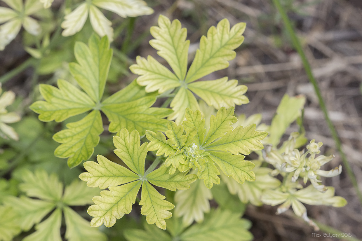 Изображение особи Potentilla heidenreichii.