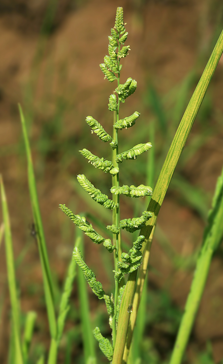 Image of Beckmannia syzigachne specimen.