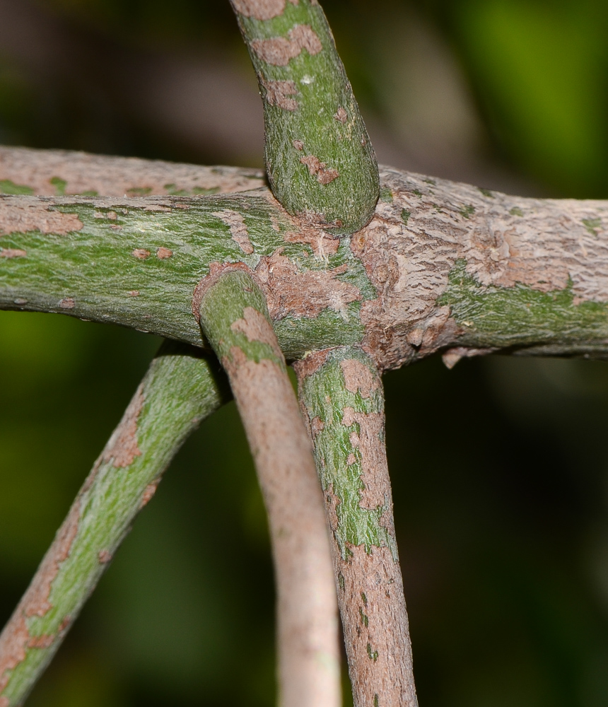 Image of Brachychiton rupestris specimen.