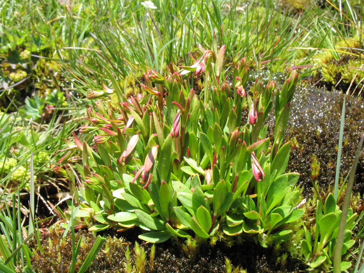 Изображение особи Saxifraga hirculus.