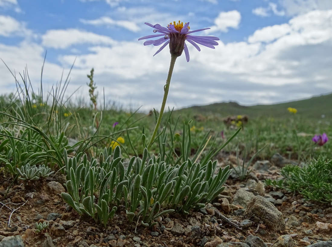 Изображение особи Rhinactinidia eremophila.