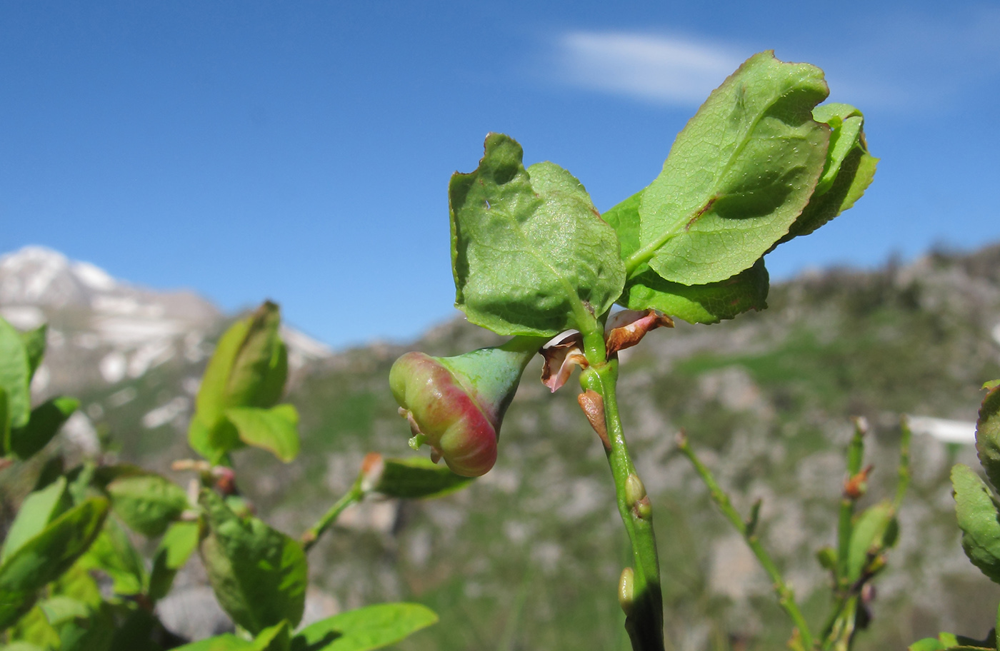 Image of Vaccinium myrtillus specimen.