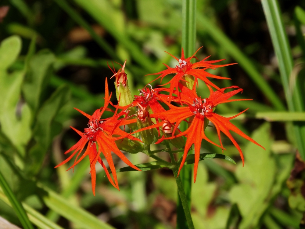 Image of Lychnis wilfordii specimen.