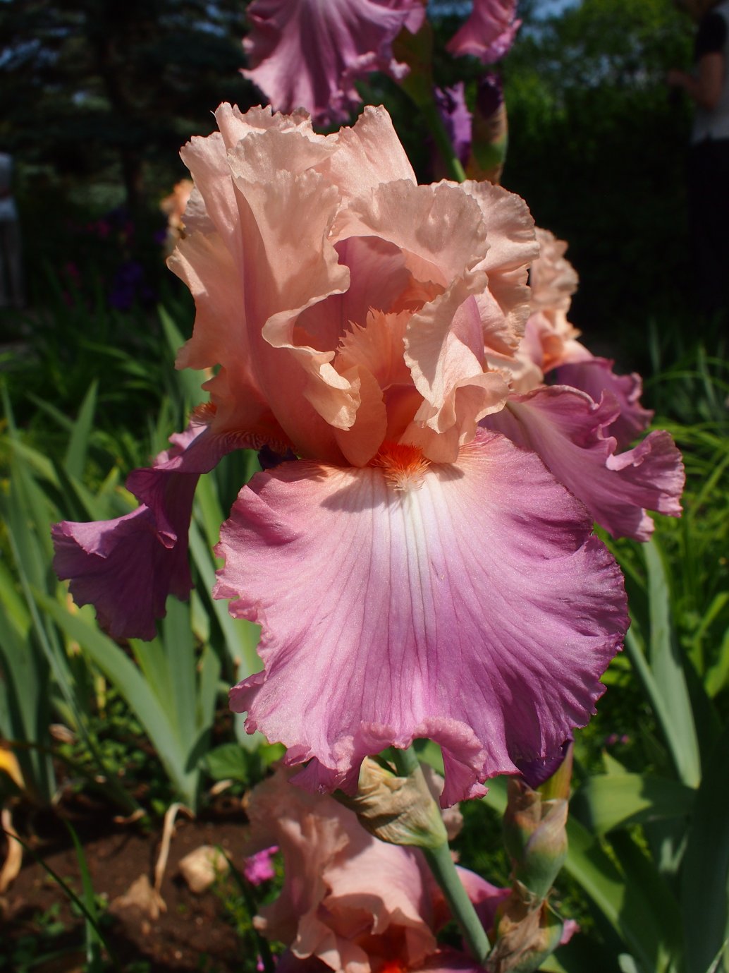 Изображение особи Iris &times; hybrida.