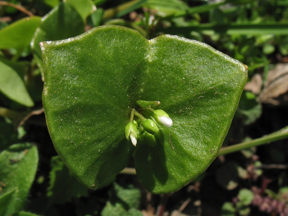 Image of Claytonia perfoliata specimen.