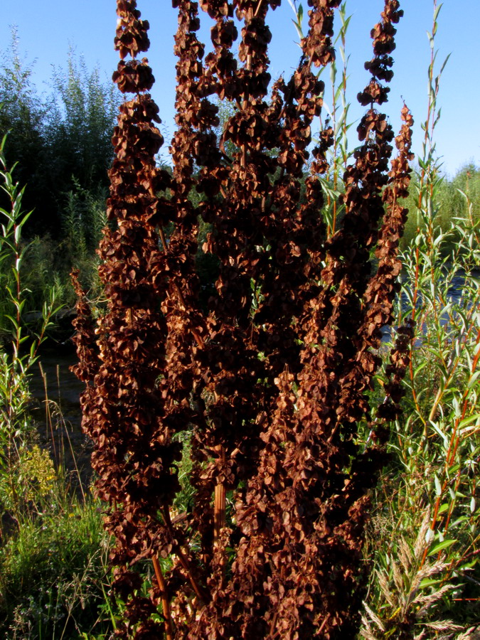 Image of Rumex aquaticus specimen.