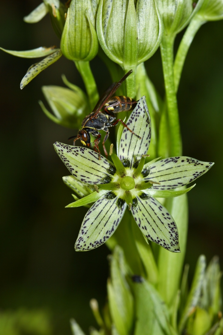 Image of Swertia veratroides specimen.