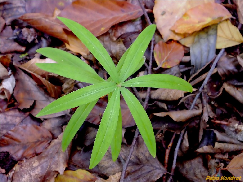 Image of Polygonatum verticillatum specimen.