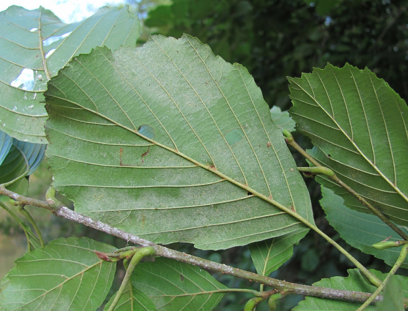 Image of Alnus barbata specimen.