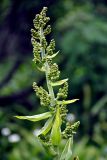 Veratrum lobelianum. Верхушка побега с распускающимся соцветием. Северная Осетия, Ирафский р-н, хребет Танадор, гора Кубус, ≈ 2000 м н.у.м., опушка смешанного леса. 05.07.2016.