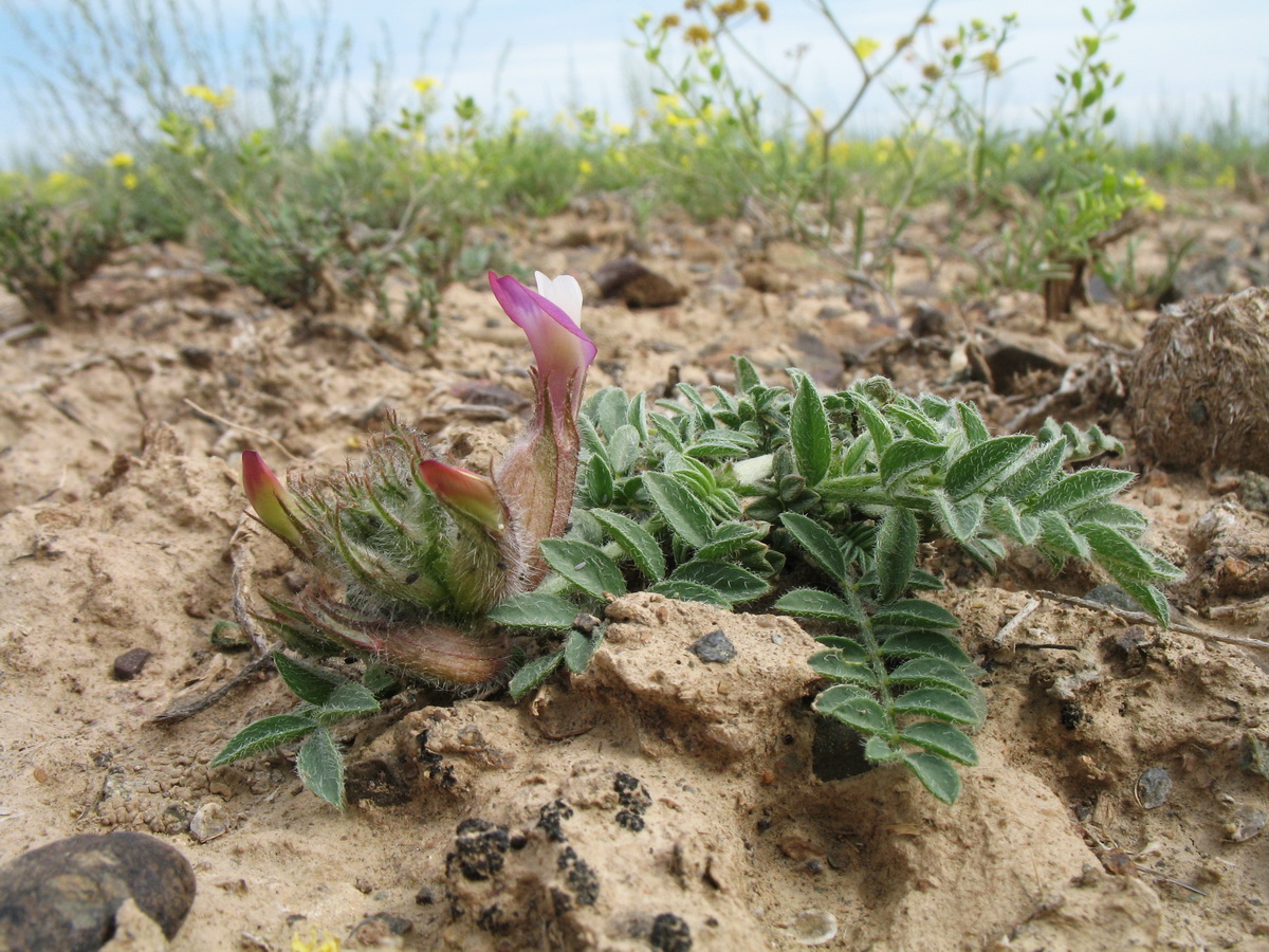 Изображение особи Astragalus infractus.