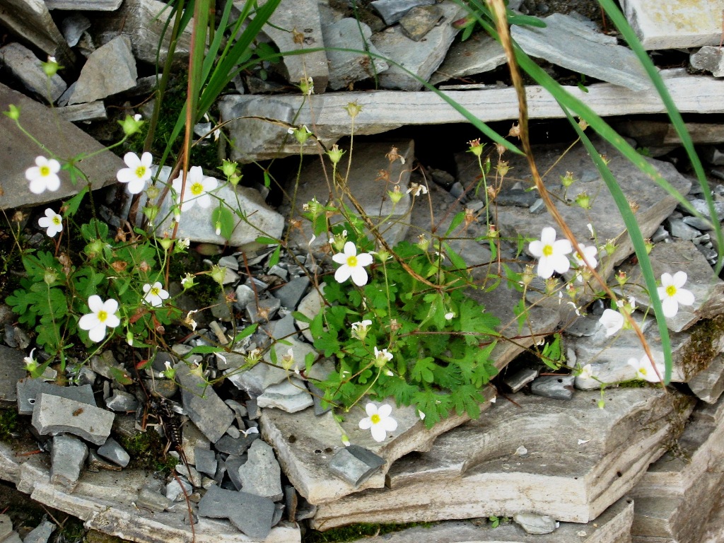 Изображение особи Saxifraga lactea.