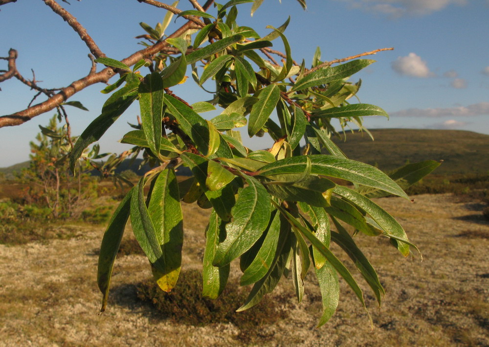 Image of Salix sajanensis specimen.