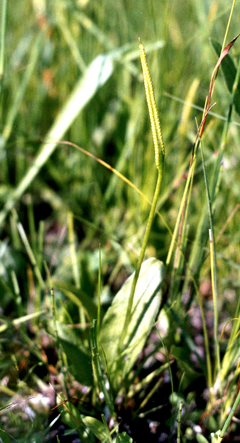 Изображение особи Ophioglossum vulgatum.