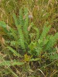 Astragalus subbarbellatus