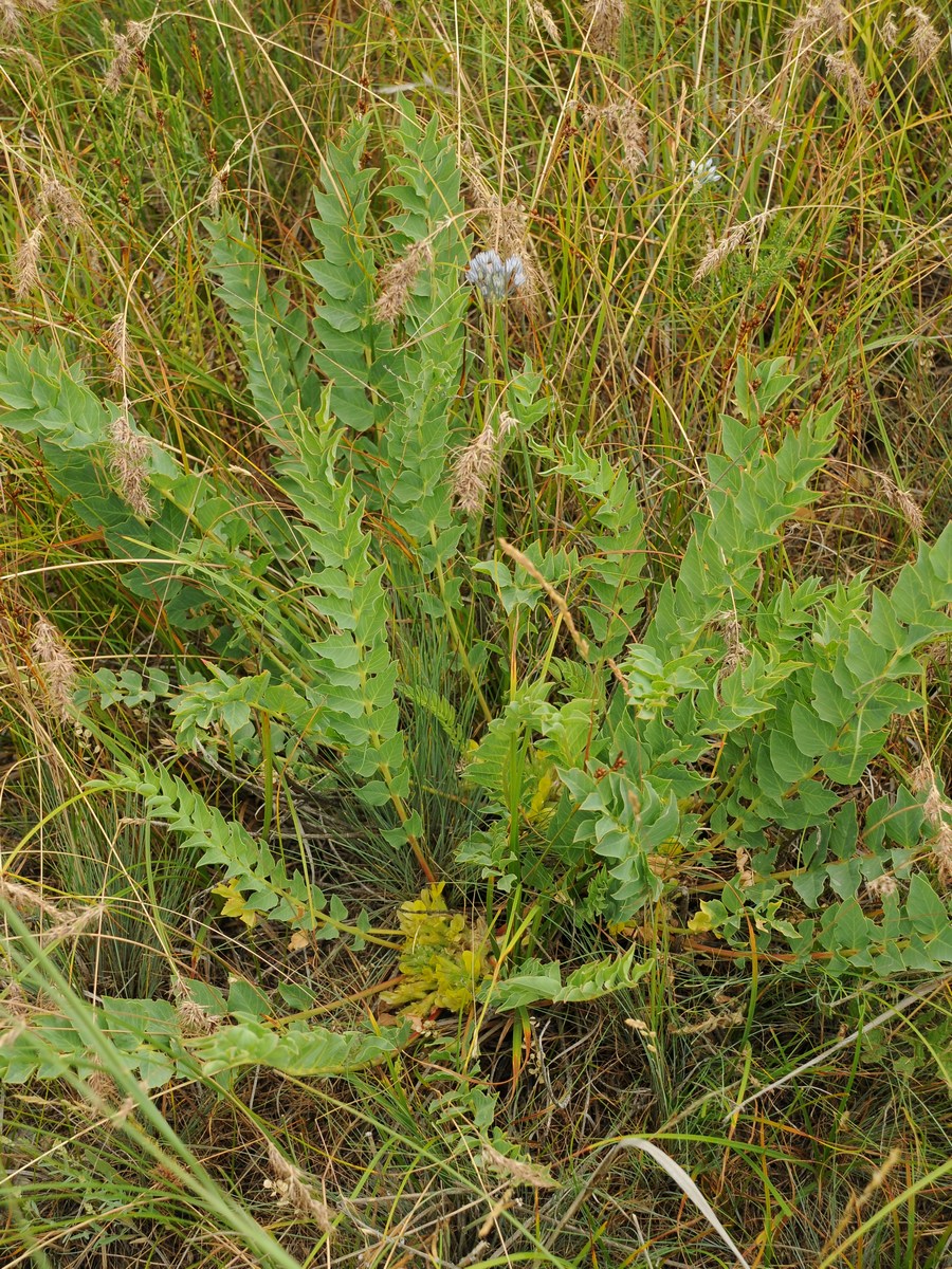 Изображение особи Astragalus subbarbellatus.