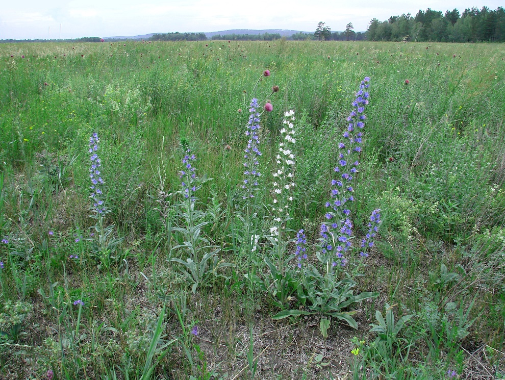 Изображение особи Echium vulgare.