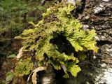 Lobaria pulmonaria