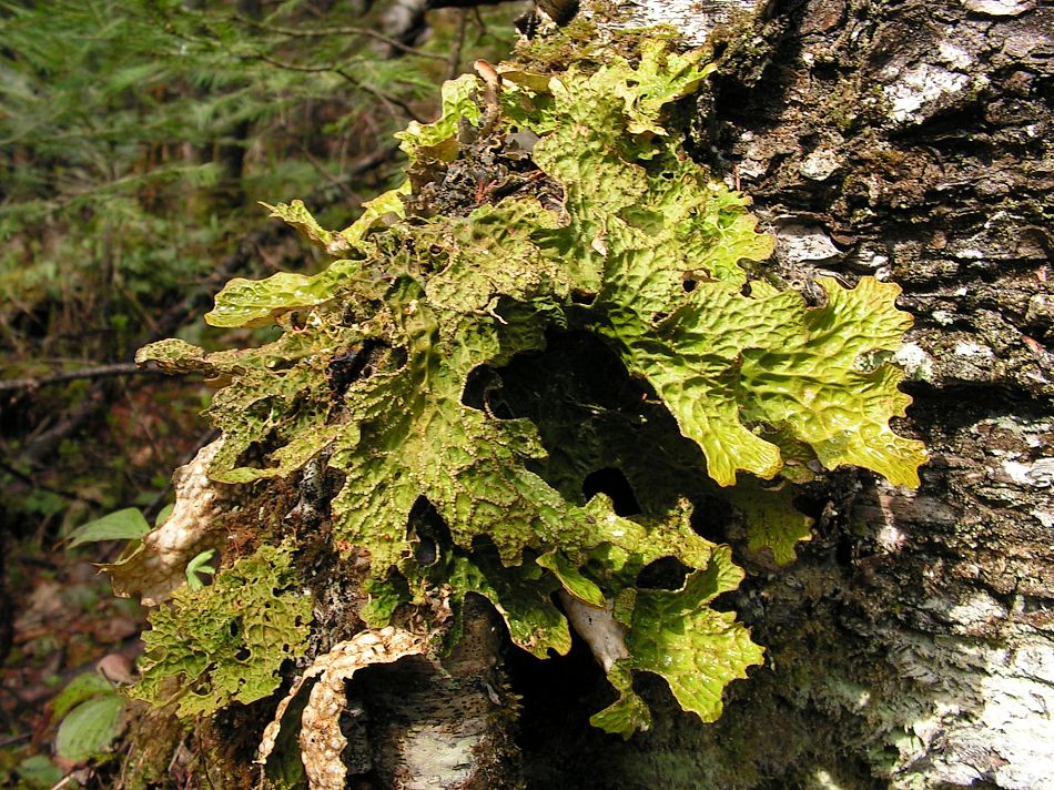 Image of Lobaria pulmonaria specimen.