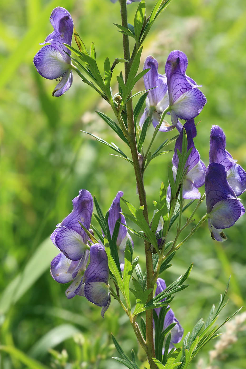 Изображение особи Aconitum sachalinense.