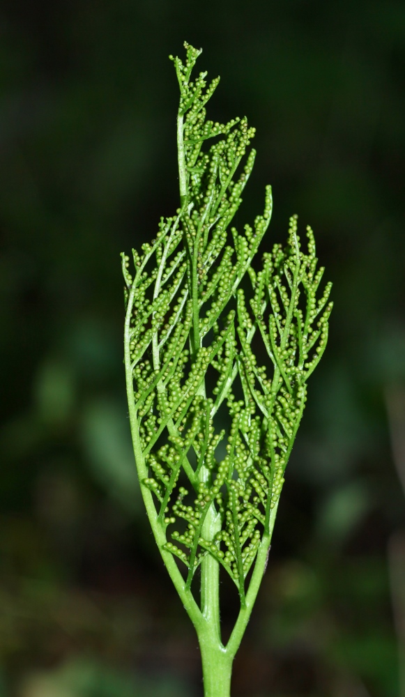 Image of Botrychium robustum specimen.