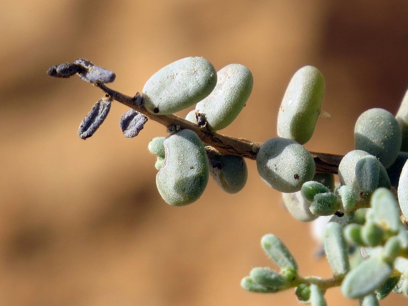 Изображение особи Suaeda vermiculata.